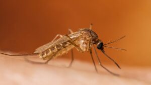 west nile
